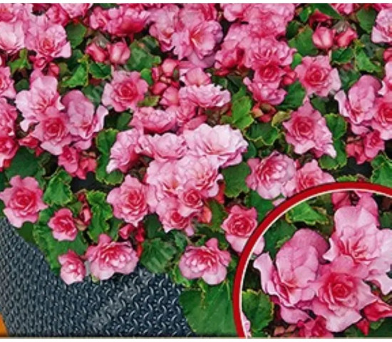 Семена бегонии вечноцветущей «Махровая Фея F1 ярко-розовая»