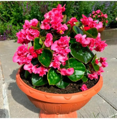 Семена бегонии вечноцветущей «Махровая Фея F1 ярко-розовая» - Фото 2