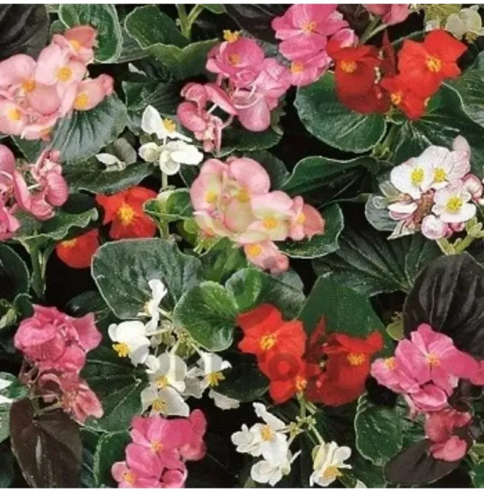 Бегония гибридная, смесь сортов «Инферно F1»