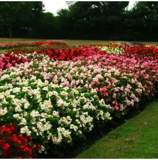 Бегония гибридная, смесь сортов «Инферно F1»