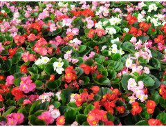 Семена бегонии гибридной, смесь сортов «Инферно F1» - Фото 3