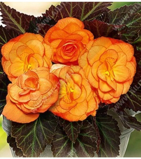 Семена бегонии клубневой «Нонстоп мокка F1 брайт оранж»