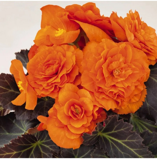 Семена бегонии клубневой «Нонстоп мокка F1 брайт оранж»