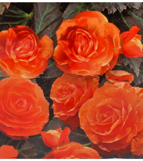 Семена бегонии клубневой «Нонстоп мокка F1 брайт оранж»