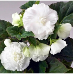 Семена бегонии клубневой «Нонстоп мокка F1 вайт» - Фото 1
