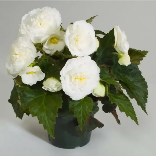 Семена бегонии клубневой «Нонстоп мокка F1 вайт»