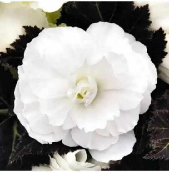 Семена бегонии клубневой «Нонстоп мокка F1 вайт»