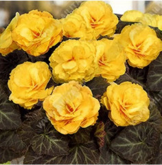 Семена бегонии клубневой «Нонстоп мокка F1 еллоу» - Фото 1