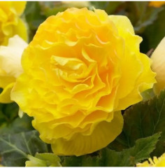 Семена бегонии клубневой «Нонстоп мокка F1 еллоу» - Фото 3