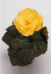 Семена бегонии клубневой «Нонстоп мокка F1 еллоу» - Фото 4