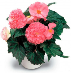 Семена бегонии клубневой, смесь сортов «Нонстоп мокка F1 лайт пинк шэйдс» - Фото 1