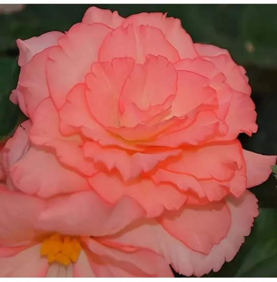 Семена бегонии клубневой, смесь сортов «Нонстоп мокка F1 лайт пинк шэйдс»