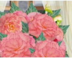 Семена бегонии клубневой, смесь сортов «Нонстоп мокка F1 лайт пинк шэйдс» - Фото 3