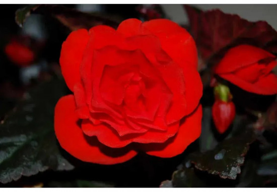 Семена бегонии клубневой «Нонстоп мокка F1 черри»