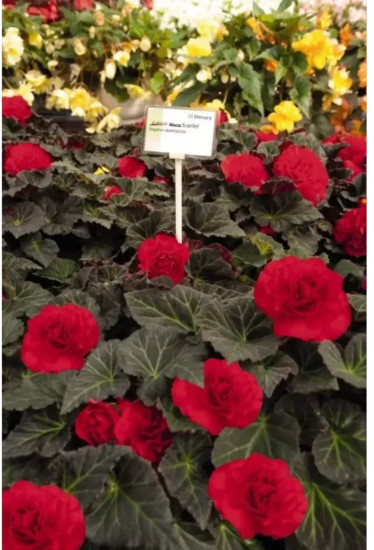 Семена бегонии клубневой «Нонстоп мокка F1 черри»