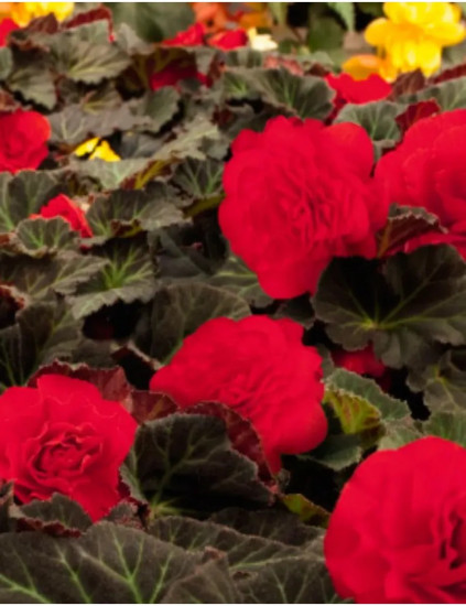 Семена бегонии клубневой «Нонстоп мокка F1 черри»