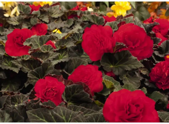 Семена бегонии клубневой «Нонстоп мокка F1 черри»