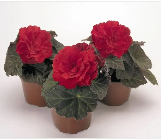 Семена бегонии клубневой «Нонстоп мокка F1 черри»