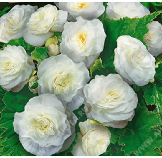 Бегония клубневая «Фортун F1 вайт»