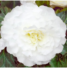 Семена бегонии клубневой «Фортун F1 вайт» - Фото 2