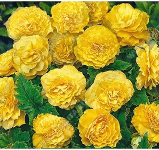 Бегония клубневая «Фортун F1 голден шэйдс»