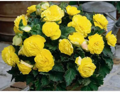 Семена бегонии клубневой «Фортун F1 голден шэйдс» - Фото 3