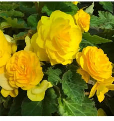 Семена бегонии клубневой «Фортун F1 голден шэйдс» - Фото 4