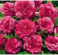 Семена бегонии клубневой «Фортун F1 пинк» - Фото 1