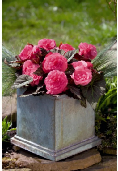 Бегония клубневая «Фортун F1 пинк»