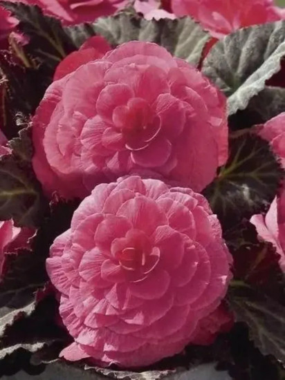 Бегония клубневая «Фортун F1 пинк»