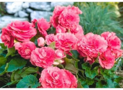 Семена бегонии клубневой «Фортун F1 пинк» - Фото 4