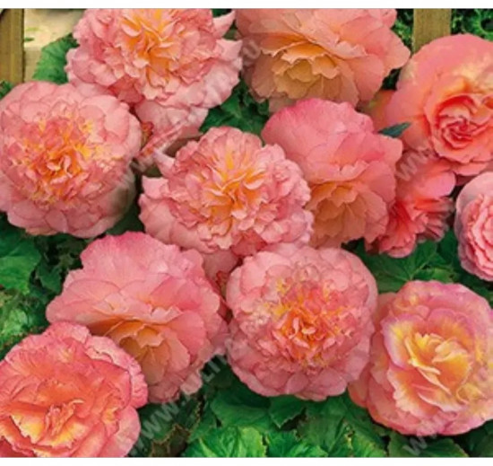 Бегония клубневая «Фортун F1 пич шэйдс»