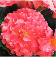 Семена бегонии клубневой «Фортун F1 пич шэйдс» - Фото 3