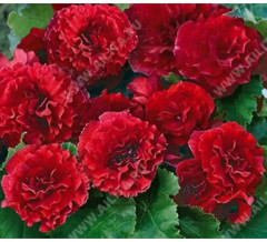 Семена бегонии клубневой «Фортун F1 скарлет ред» - Фото 1