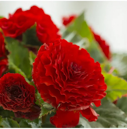 Бегония клубневая «Фортун F1 скарлет ред»