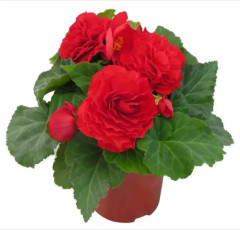 Семена бегонии клубневой «Фортун F1 скарлет ред» - Фото 4