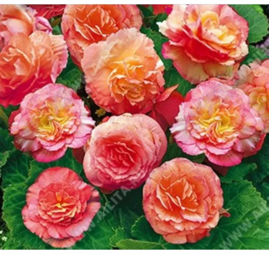 Бегония клубневая «Фортун F1 сэлмон биколор»