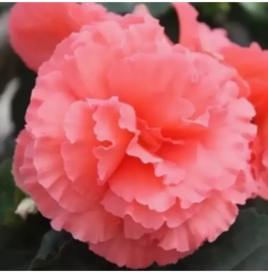 Бегония клубневая «Фортун F1 сэлмон биколор»