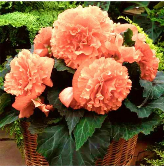 Бегония клубневая «Фортун F1 сэлмон биколор»