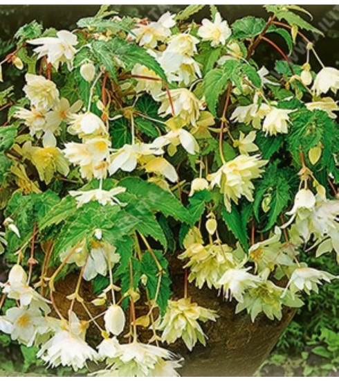 Семена бегонии полуампельной «Фанки F1 вайт»