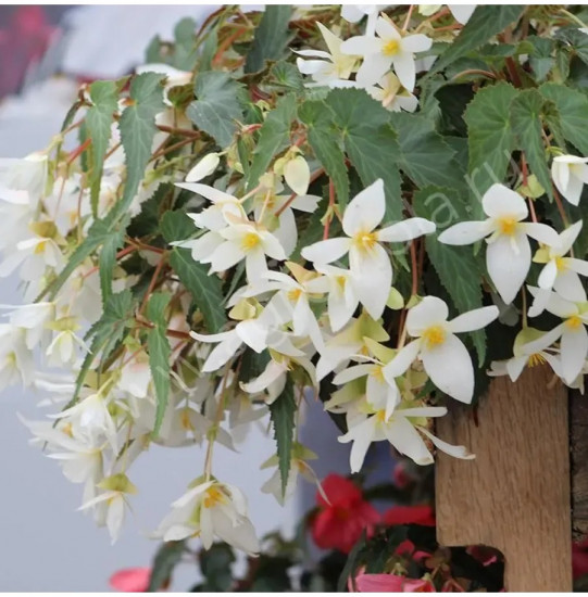 Семена бегонии полуампельной «Фанки F1 вайт»