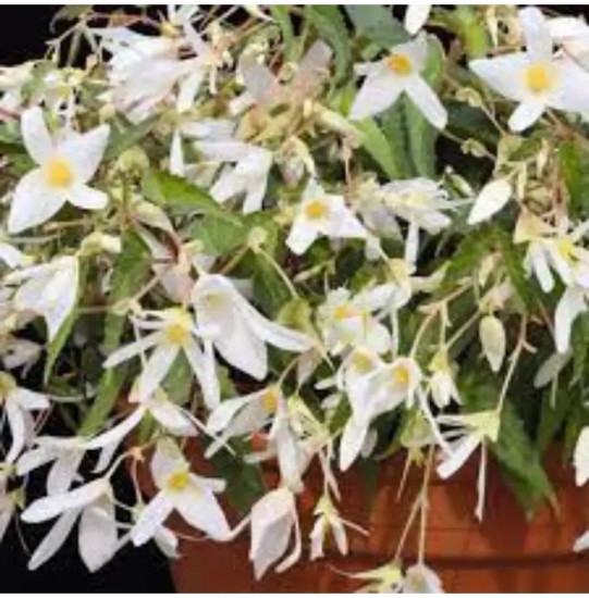 Семена бегонии полуампельной «Фанки F1 вайт»