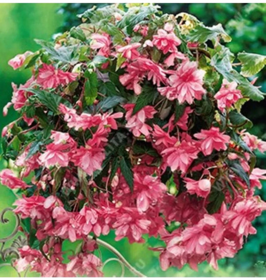 Семена бегонии полуампельной «Фанки F1 лайт пинк»