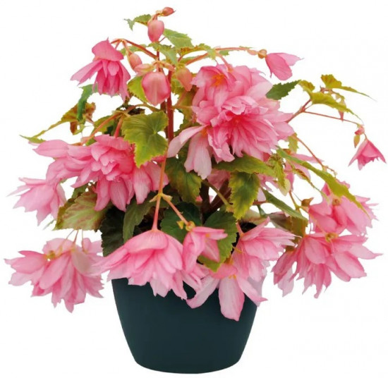 Семена бегонии полуампельной «Фанки F1 лайт пинк»