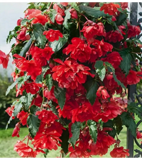 Семена бегонии полуампельной «Фанки F1 скарлет»