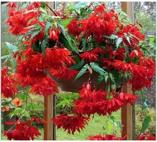 Семена бегонии полуампельной «Фанки F1 скарлет»