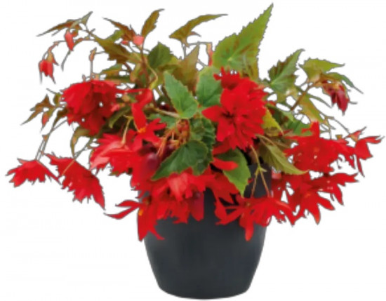 Семена бегонии полуампельной «Фанки F1 скарлет»