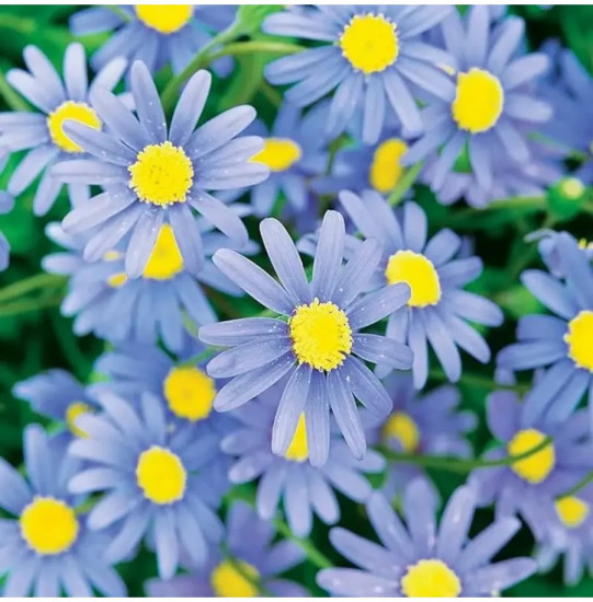 Семена брахикомы «Голубое великолепие»