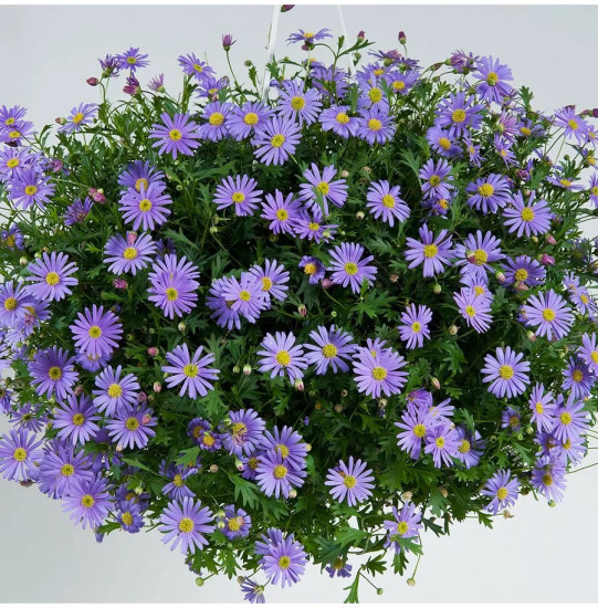 Семена брахикомы «Голубое великолепие»