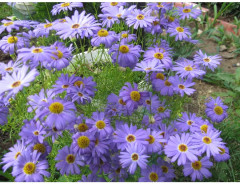 Семена брахикомы «Голубое великолепие» - Фото 3